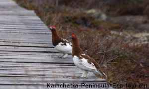 Kamchatka-Peninsula-Eco-tourism9